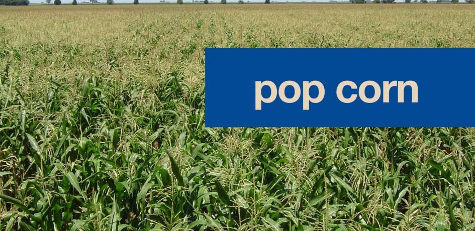 pop corn campo